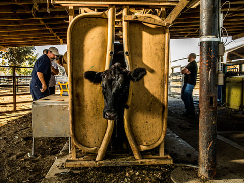 Veterinarians at the University of California at Davis evaluate cows in November to see whether they are ready for genetically edited embryos to be implanted.