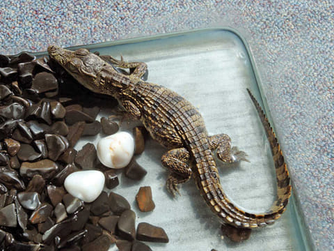 A rescued baby crocodile at the Gulf News office in Dubai in 2013.