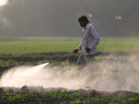 A farmer sprays pesticides at a cucumber field on a cold winter morning in the outskirts of Ahmedabad, India.