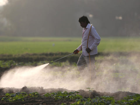 A farmer sprays pesticides at a cucumber field on a cold winter morning in the outskirts of Ahmedabad, India.
