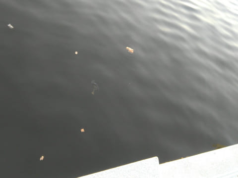 Nitin Kumar