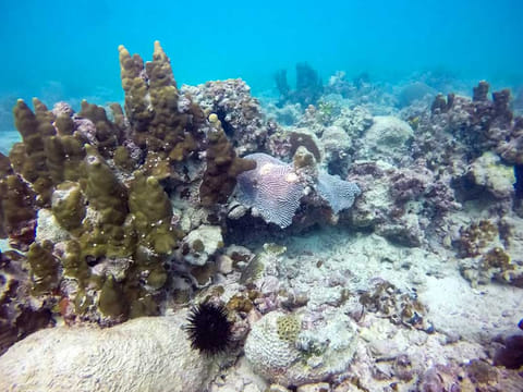 Reef Check UAE