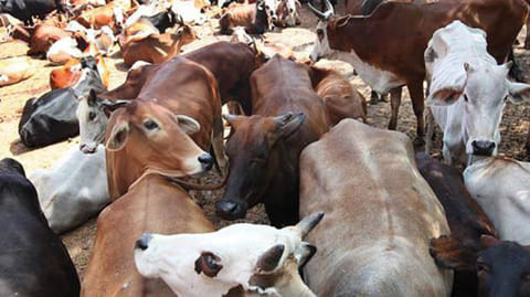 India: Research claims cow urine can cure cancer, tweeps furious