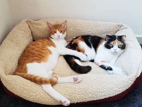 Abandoned animals looking for a home