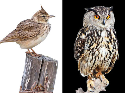 Larks or owls?