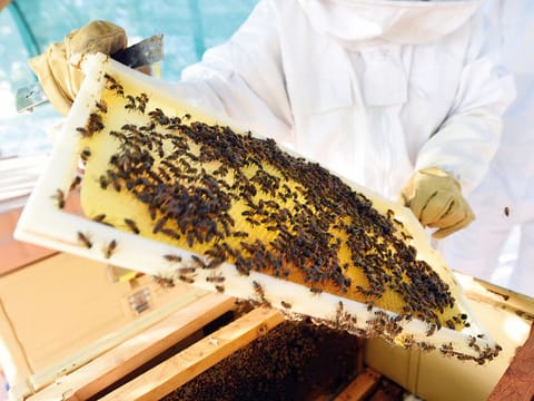 The bees were relocated to the Bee Garden at Sustainable City. More than a month later, the colony has doubled in size. and fill four full comb frames.