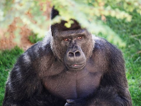 Jambo (above) and his three sons Mzungu, Wimbe and Mapasa were imported from Apenheul Primate Park in the Netherlands last month.