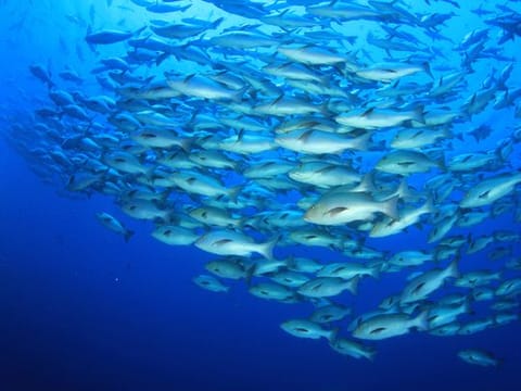 Aqua Bridge focuses on marine fish farming and hatcheries to support the local aquaculture sector