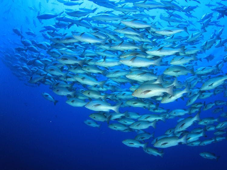 Aqua bridge fish farm