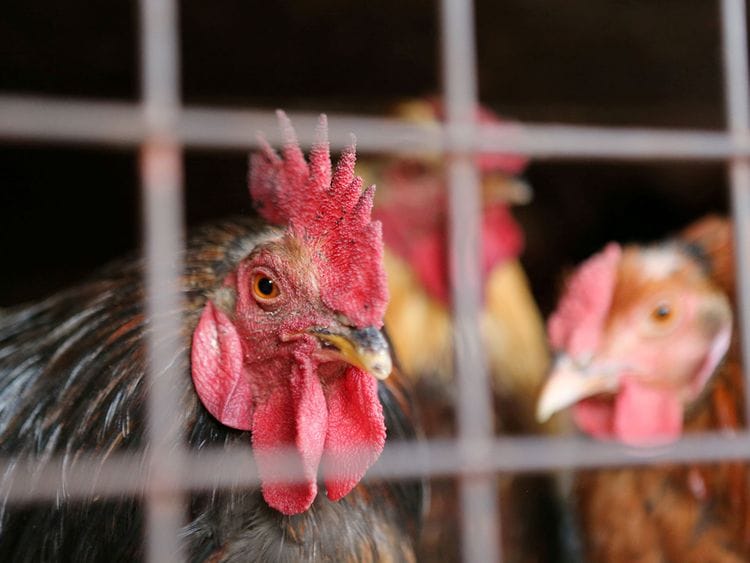 190122 chicken uganda