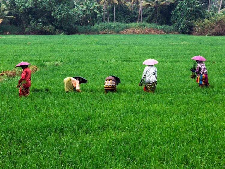 190126 farmers in kerala