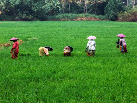 Farmers harvesting rice in the fields. 
