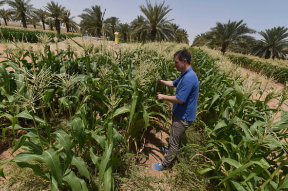 NAT-UAE-FARM_ARCHIVE-1548502256700