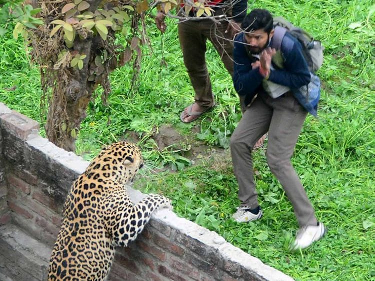 Leopard India