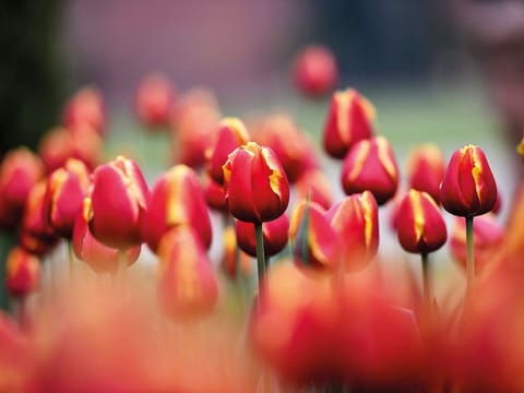 Tulips' petals shining in dew