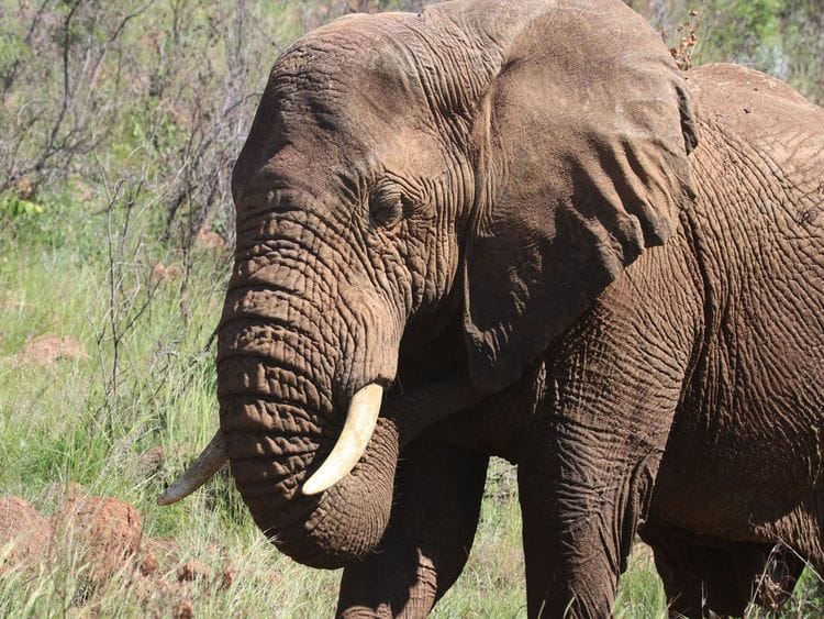 Drunk elephant