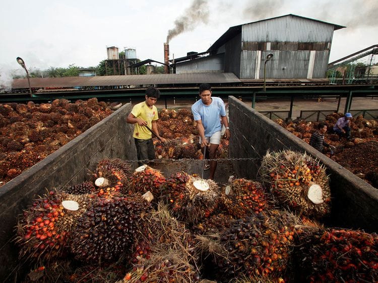 Copy-of-2019-01-31T083310Z_1245734856_RC17569FDB80_RTRMADP_3_INDONESIA-EU-PALMOIL-(Read-Only)