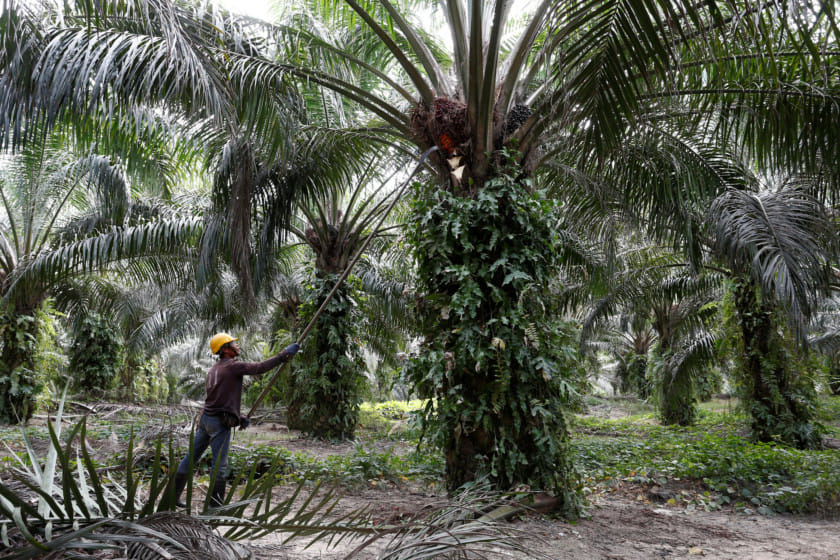 Copy-of-2019-02-11T060135Z_34725222_RC18A36AD020_RTRMADP_3_PALMOIL-TECHNOLOGY-1550663013241