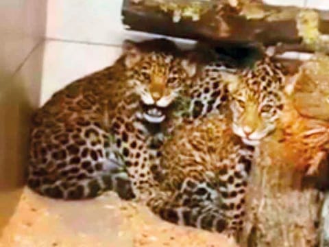 Jaguars are listed as ‘Near Threatened’ on the Red List of the International Union for Conservation of Nature and their trade is strictly prohibited.