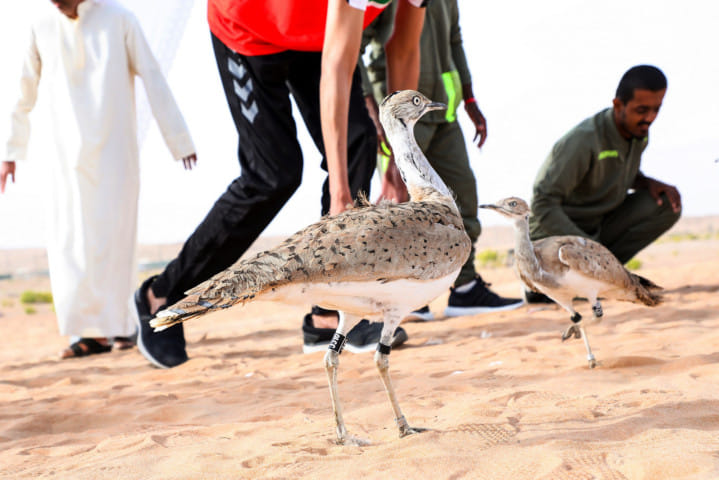 NAT_190224-Houbara_SD2-1551011338006
