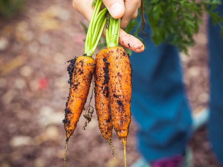 Veggies