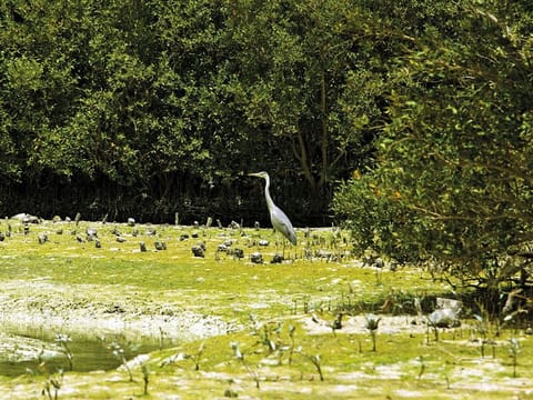 A bird at a mangrove along the Eastern Corniche of Abu Dhabi. 