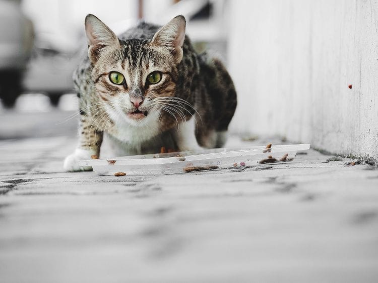 tab-190312-www-Catnip-1552313891522