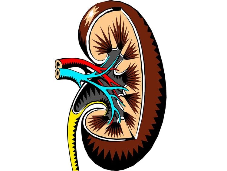 Kidney generic