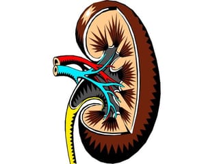 17 million Pakistanis suffering from kidney diseases