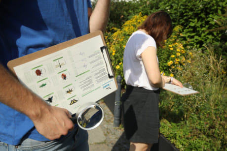 German conservation workers inspect an urban garden for insects