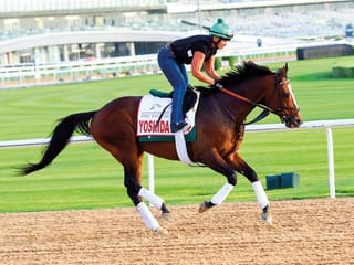 Meydan leaves no stone unturned for big day