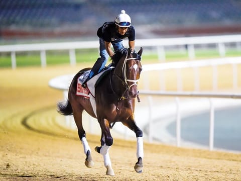 Seeking The Soul seen during morning trackwork at Meydan. 