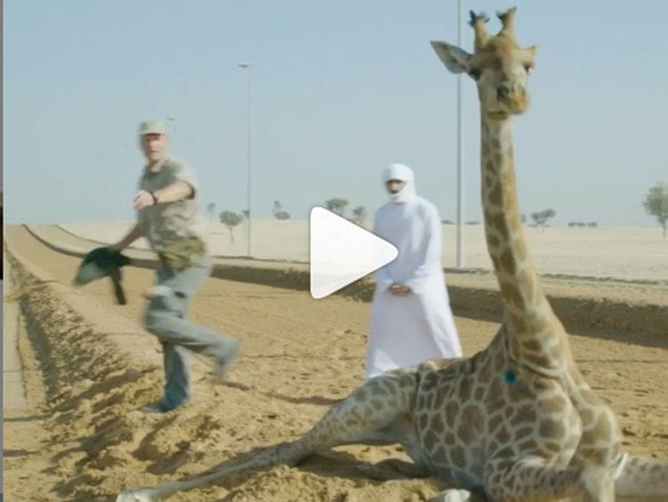 RDS_190403-Shaikh-Hamdan-giraffe-3-1554280159108