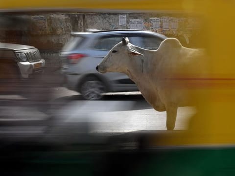 In this photograph taken on March 27, 2019, a stray cow is stands near traffic on a road in Rewari in Haryana. Raghuvir Singh Meena has been frantically guarding his fields lest his chickpea crop is damaged by cows -- a raging problem in India's north where stray cattle has been wreaking havoc on farmers. 
