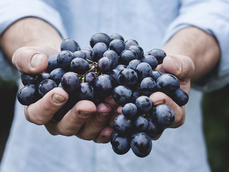 Grapes, generic