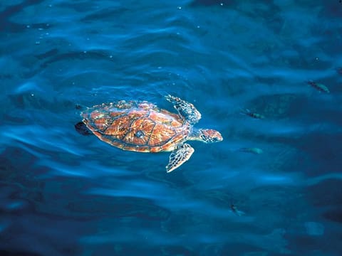 A Hawksbill turtle.