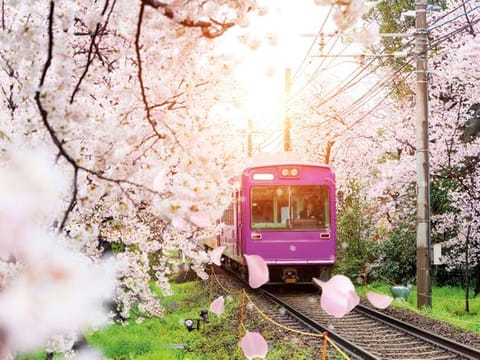 View of Kyoto local train traveling on rail tracks with flourishing cherry blossoms along the railway in Kyoto, Japan.