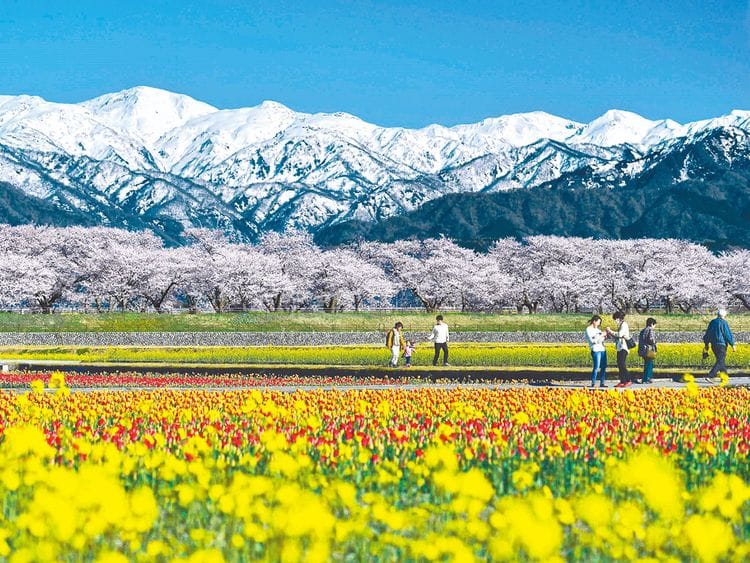 OPN_190425-Spring-flowers_P2-(Read-Only)