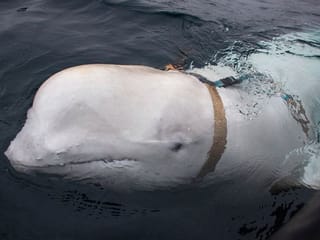 Russian ‘spy whale’ caught as Norwegians spot something fishy