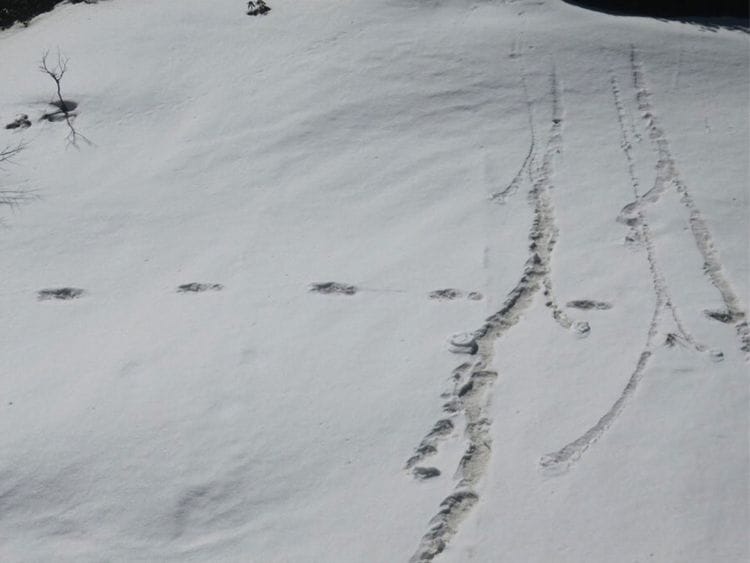 Yeti