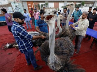 Pakistani charity dishes out ostrich meat as Ramadan treat for poor