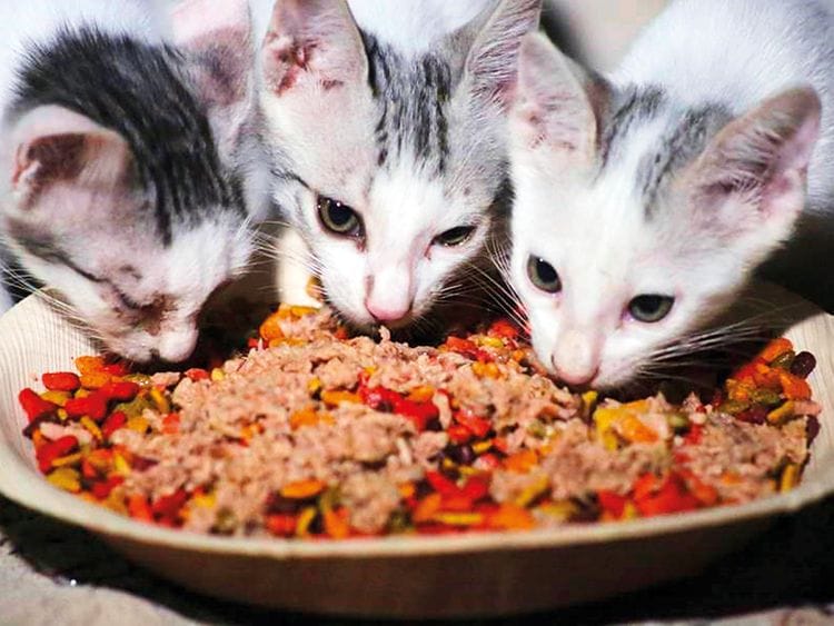 Cats