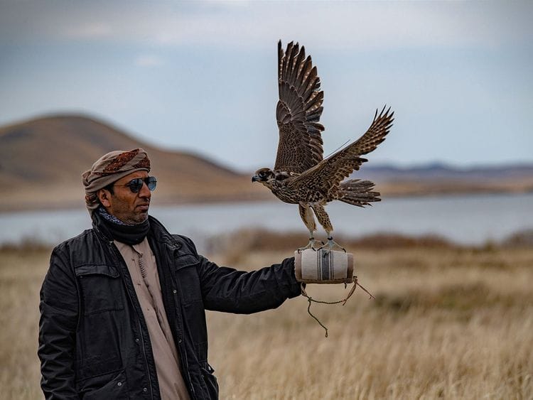WAM-190513-FALCON-(Read-Only)