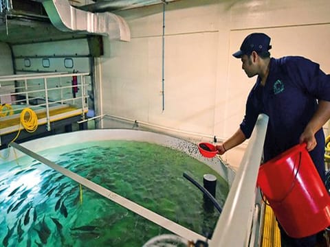 Farmed salmon to go on sale as UAE ramps up food security plan
