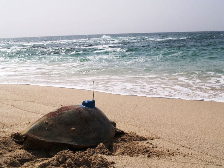 NAT-190522-Turtle-Tagging-34-(Read-Only)