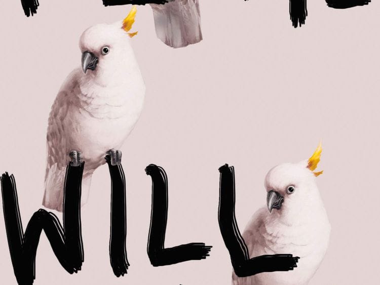 Plume book cover-1559193220702