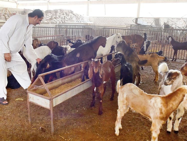 NAT-190602-LIVESTOCK7-AD-(Read-Only)