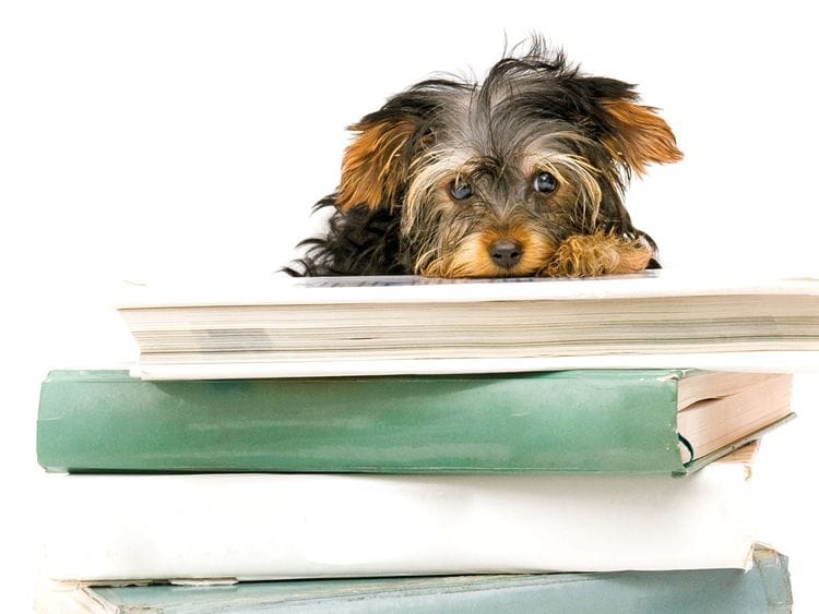 NAT-190406-SC--PetsCorner-1-(Read-Only)