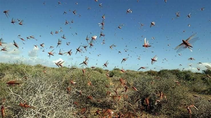 RDS_190626 Locusts in Sindh-1561540120705