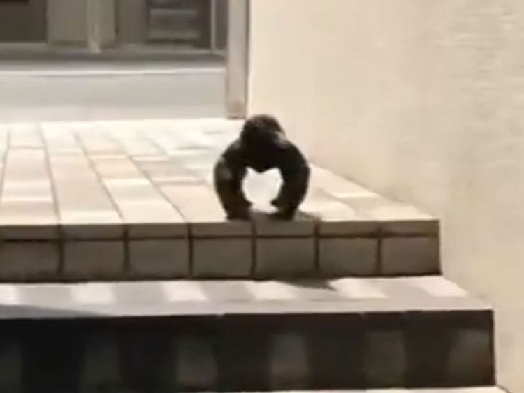 gorilla crow